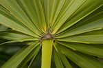 Saw palmetto